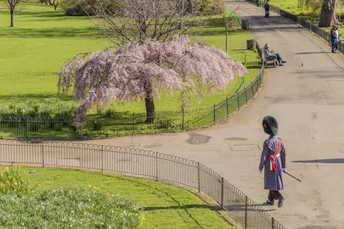 Framed Print : A Queens guardsman walking in St James Park London, England Framed Print : A Queens guardsman walking in St James Park London, England