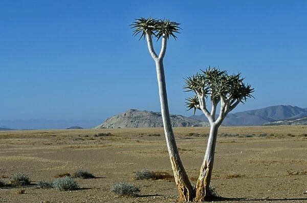 Quiver tree (Aloe dictitoma) and Bloodkopje northern section of park
