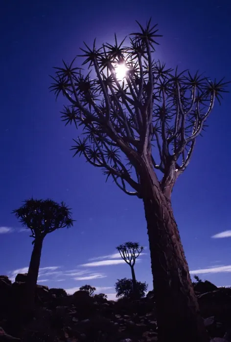 Framed Print : Quiver Tree Forest Framed Print : Quiver Tree Forest