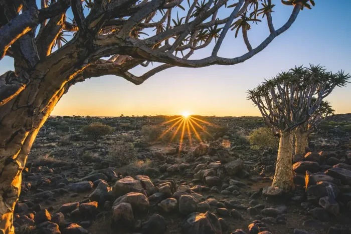 Framed Print : Quiver tree forest (Aloe dichotoma), Keetmanshoop, Namibia, Africa Framed Print : Quiver tree forest (Aloe dichotoma), Keetmanshoop, Namibia, Africa