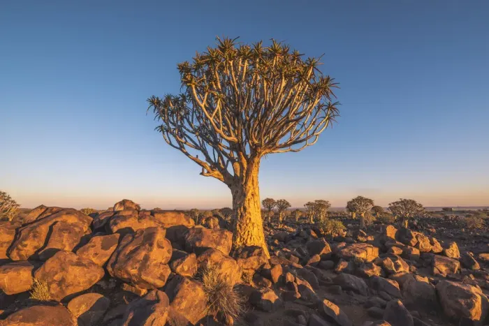 Framed Print : Quiver tree forest (Aloe dichotoma), Keetmanshoop, Namibia, Africa Framed Print : Quiver tree forest (Aloe dichotoma), Keetmanshoop, Namibia, Africa