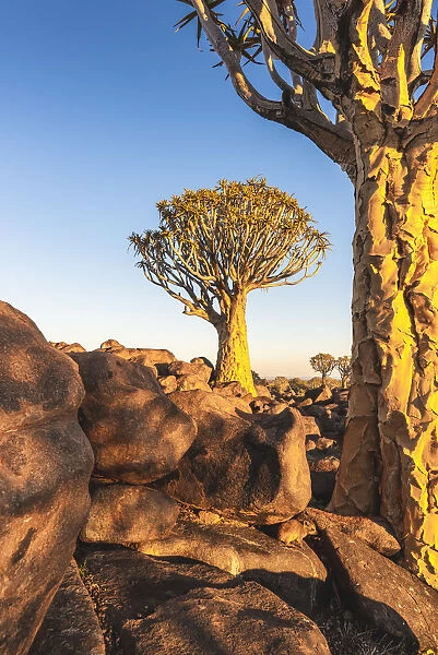 Quiver tree forest (Aloe dichotoma), Keetmanshoop, Namibia, Africa