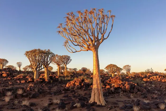 Framed Print : Quiver tree forest, Keetmanshoop, Namibia, Africa
