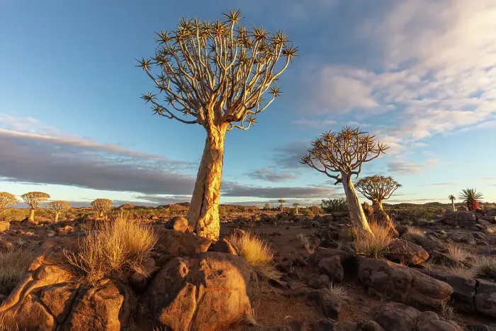 Framed Print : Quiver tree forest, Keetmanshoop, Namibia, Africa