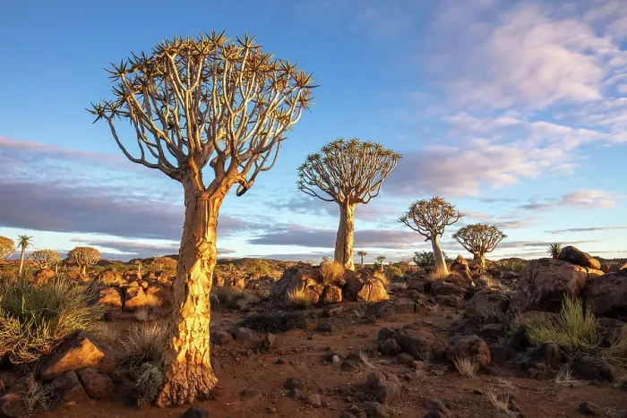 Framed Print : Quiver tree forest, Keetmanshoop, Namibia, Africa Framed Print : Quiver tree forest, Keetmanshoop, Namibia, Africa