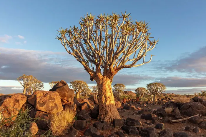 Framed Print : Quiver tree forest, Keetmanshoop, Namibia, Africa Framed Print : Quiver tree forest, Keetmanshoop, Namibia, Africa