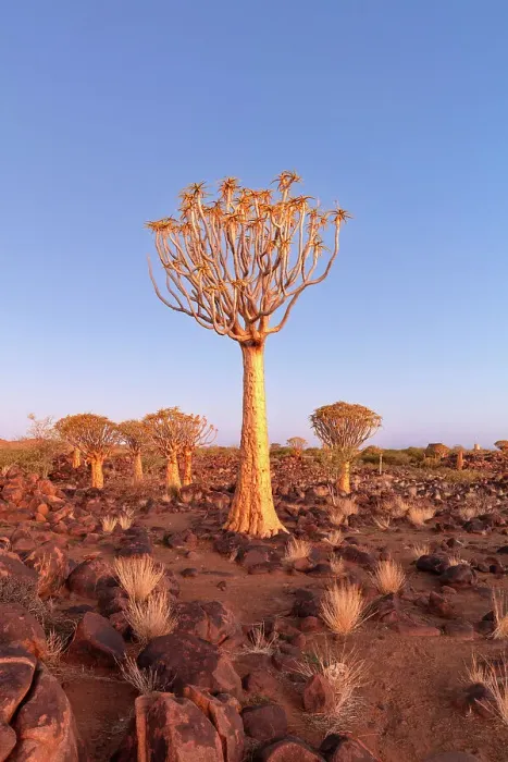 Framed Print : Quiver tree forest, Keetmanshoop, Namibia, Africa