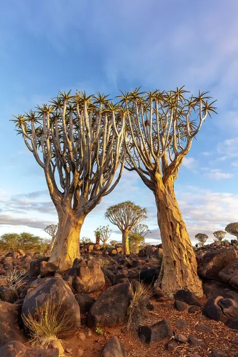Framed Print : Quiver tree forest, Keetmanshoop, Namibia, Africa Framed Print : Quiver tree forest, Keetmanshoop, Namibia, Africa