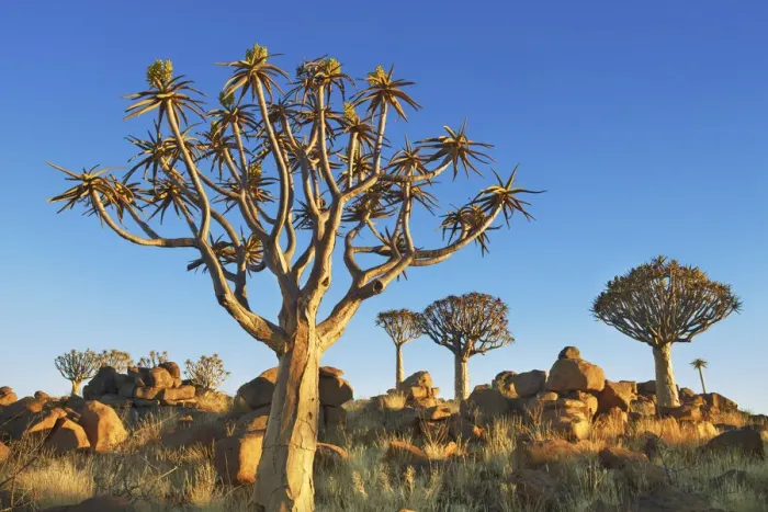Framed Print : Quiver tree (Kokerboom) and bizarr rocks - Namibia, Karas, Keetmanshoop