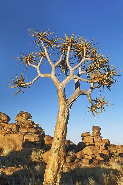 Quiver tree (Kokerboom) and bizarr rocks - Namibia, Karas, Keetmanshoop