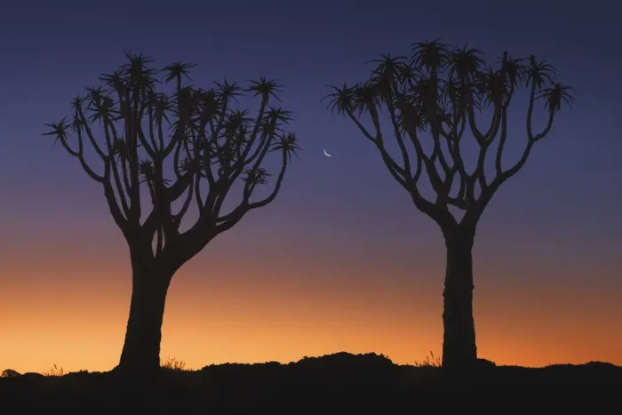 Framed Print : Quiver tree (Kokerboom) with moon - Namibia, Karas, Keetmanshoop Framed Print : Quiver tree (Kokerboom) with moon - Namibia, Karas, Keetmanshoop