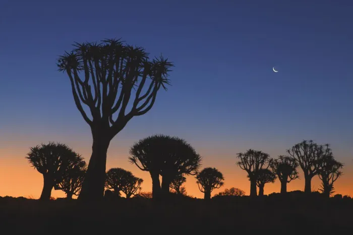 Framed Print : Quiver tree (Kokerboom) with moon - Namibia, Karas, Keetmanshoop Framed Print : Quiver tree (Kokerboom) with moon - Namibia, Karas, Keetmanshoop
