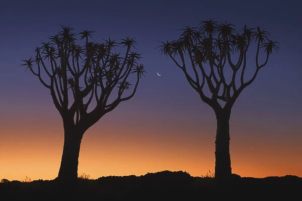 Quiver tree (Kokerboom) with moon - Namibia, Karas, Keetmanshoop