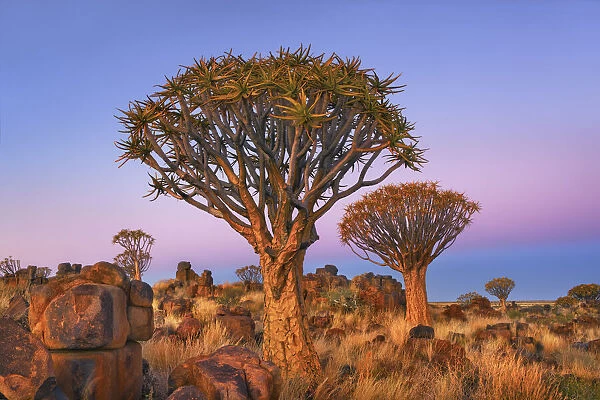 Quiver tree (Kokerboom) - Namibia, Karas, Keetmanshoop, Garas Park - Namib