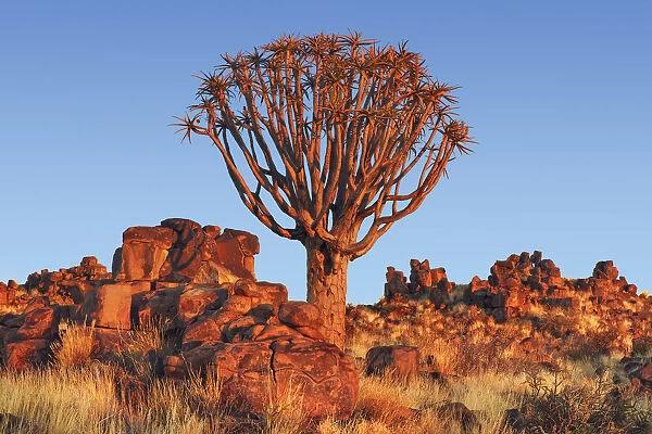 Quiver tree (Kokerboom) - Namibia, Karas, Keetmanshoop, Garas Park - Namib (DM)