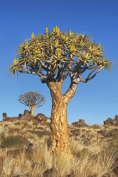 Quiver tree (Kokerboom) - Namibia, Karas, Keetmanshoop, Garas Park - Namib