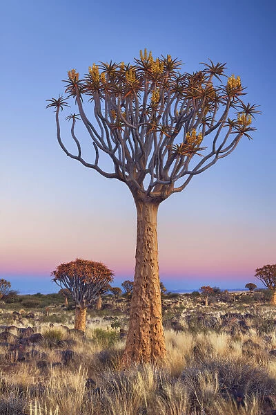 Quiver tree (Kokerboom) - Namibia, Karas, Keetmanshoop, Quivertree Forest - Namib