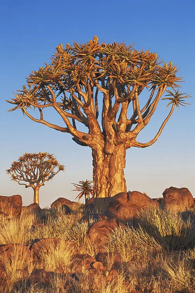 Quiver tree (Kokerboom) - Namibia, Karas, Keetmanshoop, Quivertree Forest - Namib