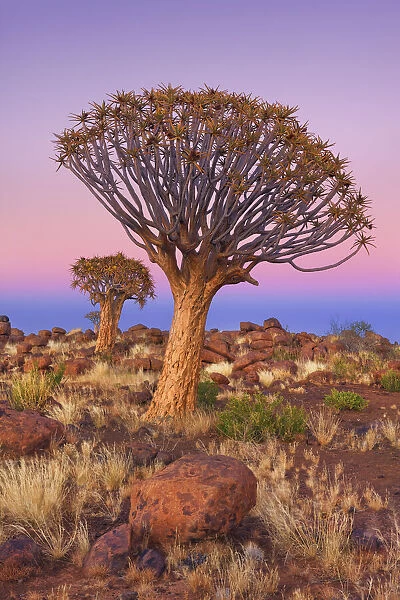 Quiver tree (Kokerboom) - Namibia, Karas, Keetmanshoop, Giants Playground - Namib
