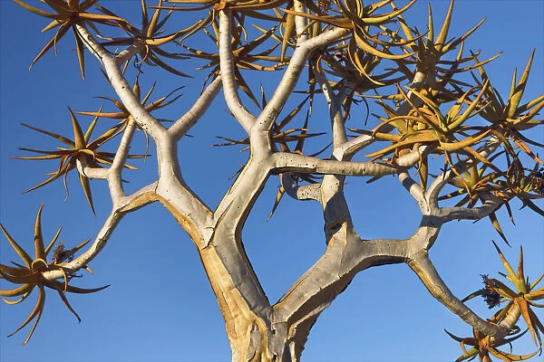 Quiver tree (Kokerboom) detail - Namibia, Karas, Keetmanshoop, Giants Playground - Namib