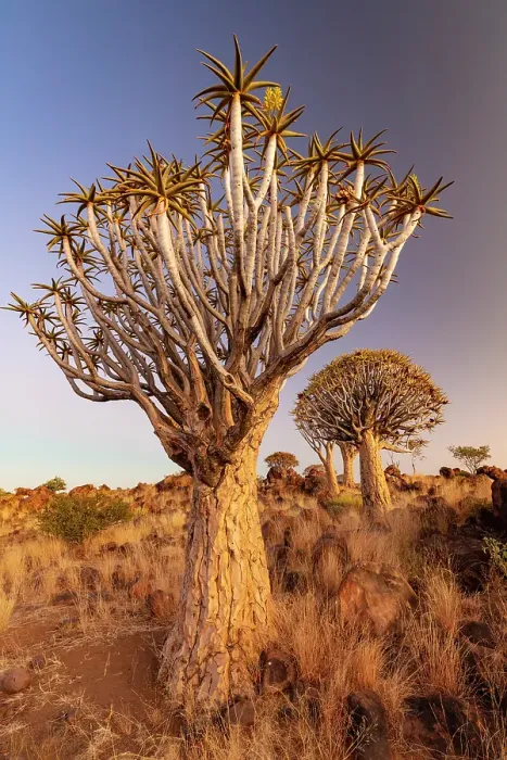 Framed Print : Quiver trees (Aloidendron dichotomum), Quiver tree Forest, near Keetmanshoop, Namibia Framed Print : Quiver trees (Aloidendron dichotomum), Quiver tree Forest, near Keetmanshoop, Namibia