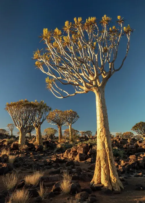 Framed Print : Quiver trees (Aloidendron dichotomum), Quiver tree Forest, near Keetmanshoop, Namibia Framed Print : Quiver trees (Aloidendron dichotomum), Quiver tree Forest, near Keetmanshoop, Namibia