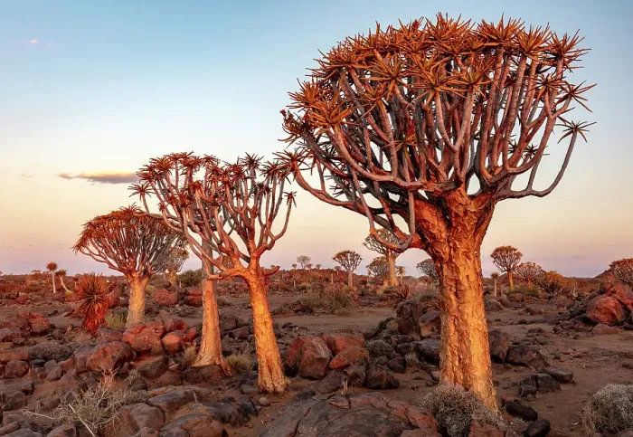 Framed Print : Quiver trees (Aloidendron dichotomum), Quiver tree Forest, near Keetmanshoop, Namibia Framed Print : Quiver trees (Aloidendron dichotomum), Quiver tree Forest, near Keetmanshoop, Namibia
