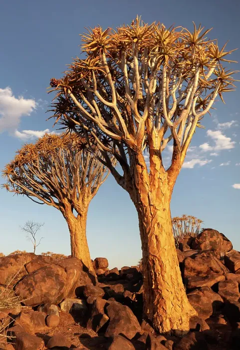 Framed Print : Quiver trees (Aloidendron dichotomum), Quiver tree Forest, near Keetmanshoop, Namibia Framed Print : Quiver trees (Aloidendron dichotomum), Quiver tree Forest, near Keetmanshoop, Namibia