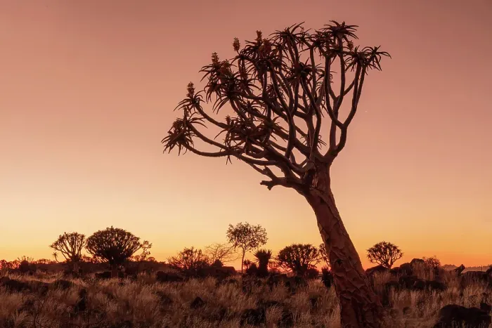 Framed Print : Quiver trees (Aloidendron dichotomum) at dusk, Quiver tree Forest, near Keetmanshoop, Namibia Framed Print : Quiver trees (Aloidendron dichotomum) at dusk, Quiver tree Forest, near Keetmanshoop, Namibia