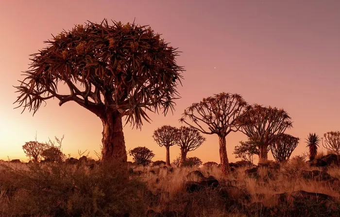 Framed Print : Quiver trees (Aloidendron dichotomum) at dusk, Quiver tree Forest, near Keetmanshoop, Namibia Framed Print : Quiver trees (Aloidendron dichotomum) at dusk, Quiver tree Forest, near Keetmanshoop, Namibia