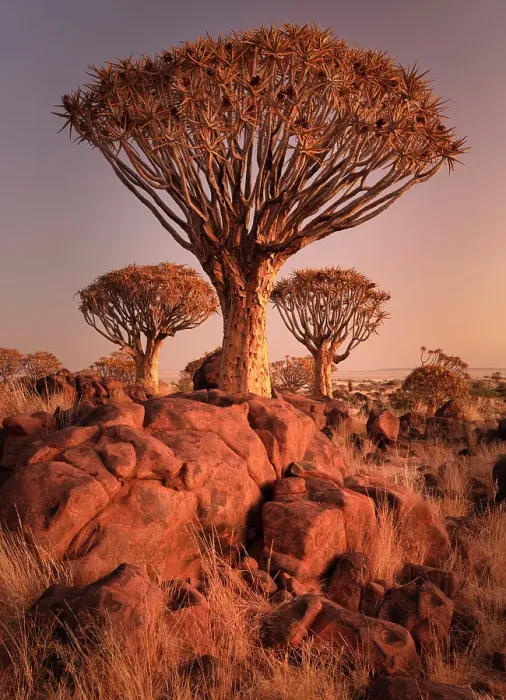 Framed Print : Quiver trees (Aloidendron dichotomum) at dusk, Quiver tree Forest, near Keetmanshoop, Namibia Framed Print : Quiver trees (Aloidendron dichotomum) at dusk, Quiver tree Forest, near Keetmanshoop, Namibia