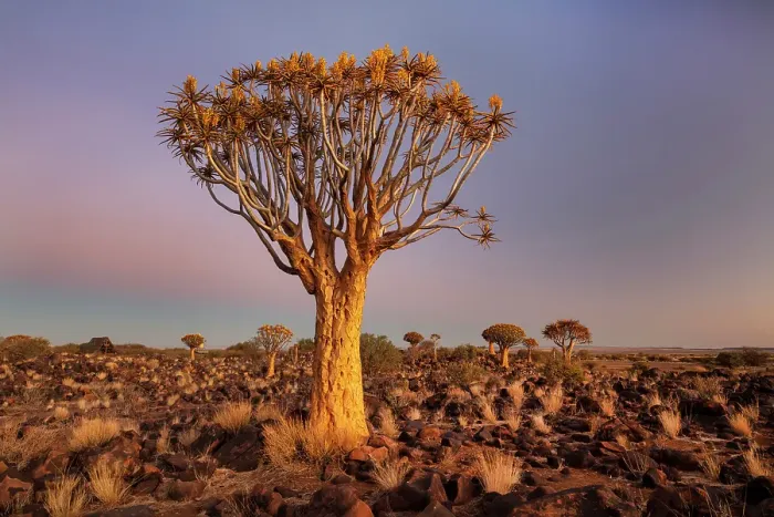 Framed Print : Quiver trees (Aloidendron dichotomum) at dusk, Quiver tree Forest, near Keetmanshoop, Namibia Framed Print : Quiver trees (Aloidendron dichotomum) at dusk, Quiver tree Forest, near Keetmanshoop, Namibia