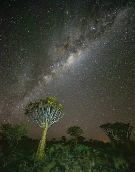 Framed Print : Quiver trees (Aloidendron dichotomum) and Milky Way, Quiver tree Forest, near Keetmanshoop, Namibia Framed Print : Quiver trees (Aloidendron dichotomum) and Milky Way, Quiver tree Forest, near Keetmanshoop, Namibia