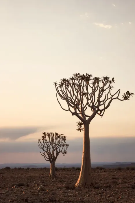 Framed Print : Quiver trees at dusk in the Fish River Canyon; Namibia; Southern Africa