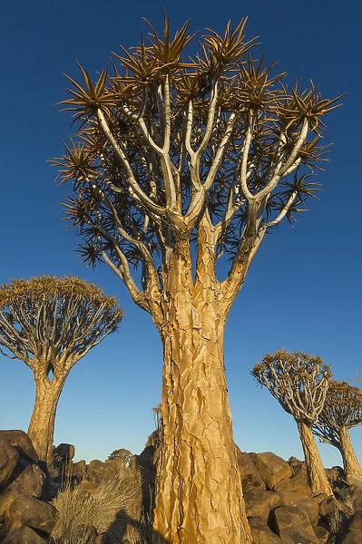 Quivertree forest, Southern Namibia, Africa. Aloe in bloom
