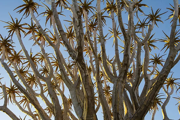 Quivertree forest, Southern Namibia, Africa. Aloe in bloom