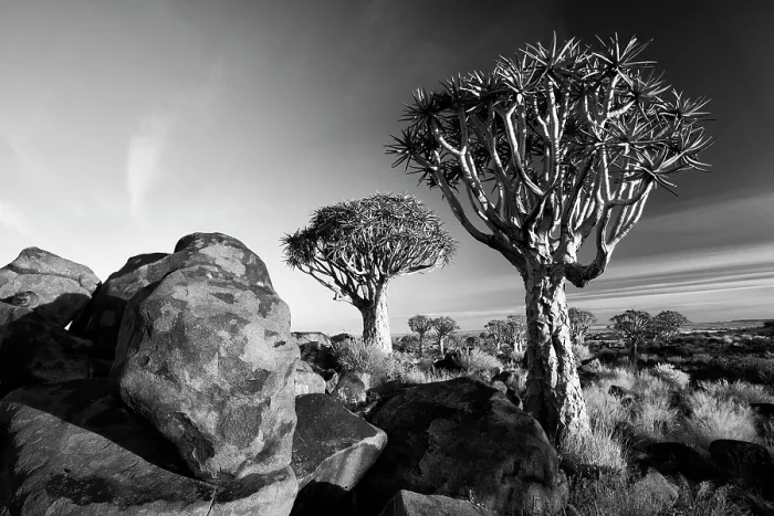 Framed Print : Quivertrees (Aloidendron dichotomum) at dusk, Quivertree Forest, near Keetmanshoop, Namibia, Africa Framed Print : Quivertrees (Aloidendron dichotomum) at dusk, Quivertree Forest, near Keetmanshoop, Namibia, Africa