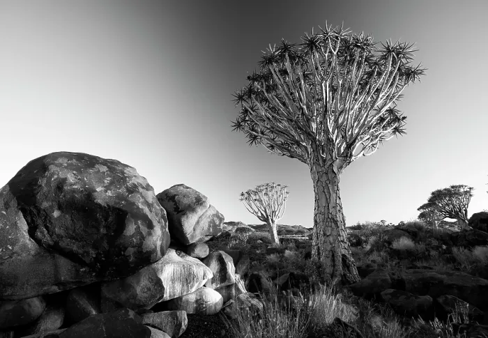 Framed Print : Quivertrees (Aloidendron dichotomum) at dusk, Quivertree Forest, near Keetmanshoop, Namibia, Africa Framed Print : Quivertrees (Aloidendron dichotomum) at dusk, Quivertree Forest, near Keetmanshoop, Namibia, Africa