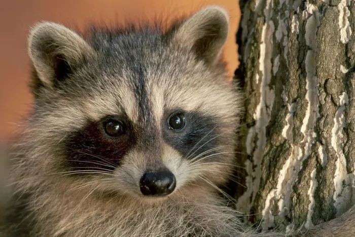 Framed Print : Raccoon (Procyon lotor) in Muskoka near the town of Rosseau, Ontario, Canada Framed Print : Raccoon (Procyon lotor) in Muskoka near the town of Rosseau, Ontario, Canada