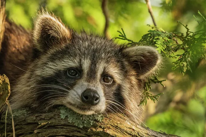 Framed Print : Raccoon (Procyon lotor), Muskoka, Ontario, Canada Framed Print : Raccoon (Procyon lotor), Muskoka, Ontario, Canada