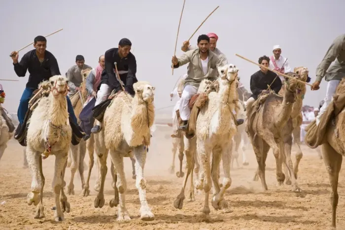 Framed Print : A race-winning camel in the paddock at Palmyra as storm clouds gather