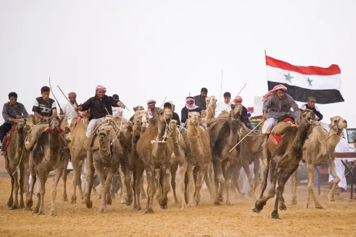 Framed Print : A race-winning camel in the paddock at Palmyra as storm clouds gather Framed Print : A race-winning camel in the paddock at Palmyra as storm clouds gather