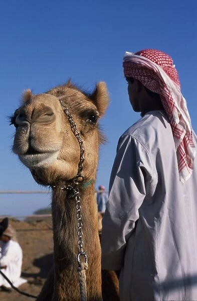 A racing camel waits its turn at Al Shariq race track