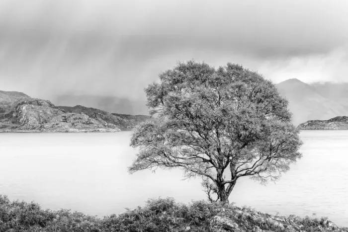 Framed Print : Rain approaching a tree on the shore of Loch Shieldaig, Wester Ross, Highlands, Scotland Framed Print : Rain approaching a tree on the shore of Loch Shieldaig, Wester Ross, Highlands, Scotland