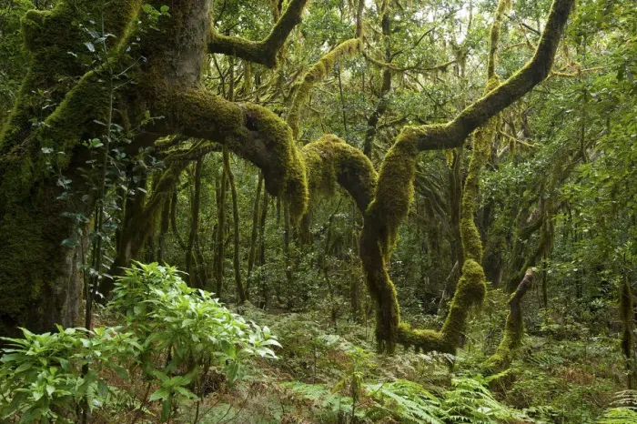 Framed Print : Rain Forest, Garajonay, La Gomera, Canary Islands, Spain Framed Print : Rain Forest, Garajonay, La Gomera, Canary Islands, Spain