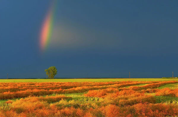 Rainbow, canola crop and cottonwood tree DUgald, Manitoba, Canada