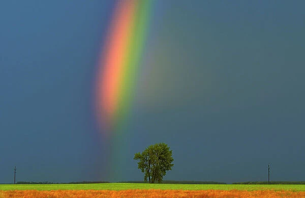 Rainbow and cottonwood tree (Populus deltoides) after a storm Dugald, Manitoba, Canada