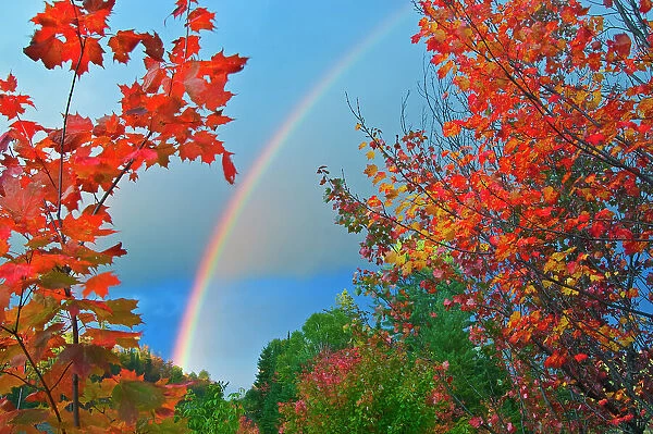 Rainbow framed by maples Oxtongue Lake, Ontario, Canada