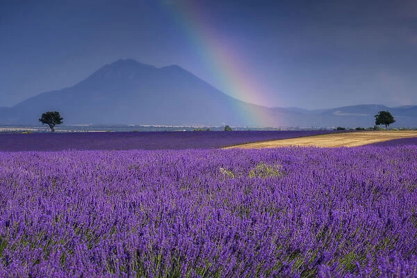 Rainbow over lavender field (Lavendula augustifolia), Valensole, Plateau de Valensole, Alpes-de-Haute-Provence, Provence-Alpes-Cote d'Azur, Provence, France