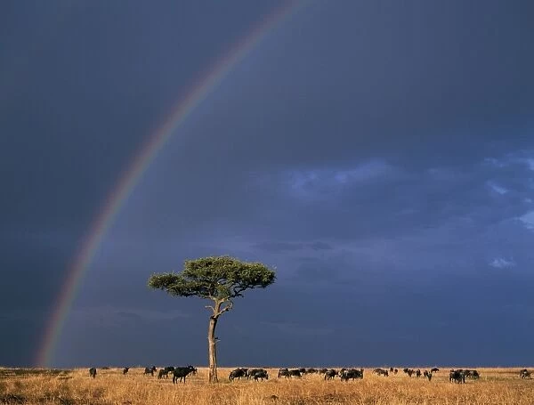 A rainbow in Masai Mara with white-bearded gnus